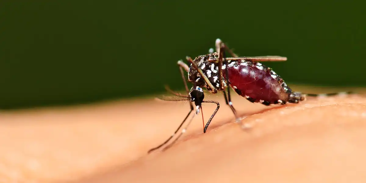 Full Blood Mosquito