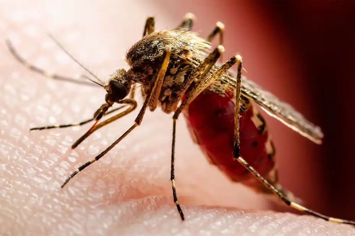 Mosquito